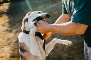 New Jersey Dog Bite Law